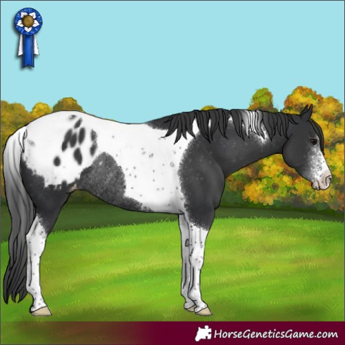 Horse Color:Black Sabino Tobiano Blanket Rabicano 