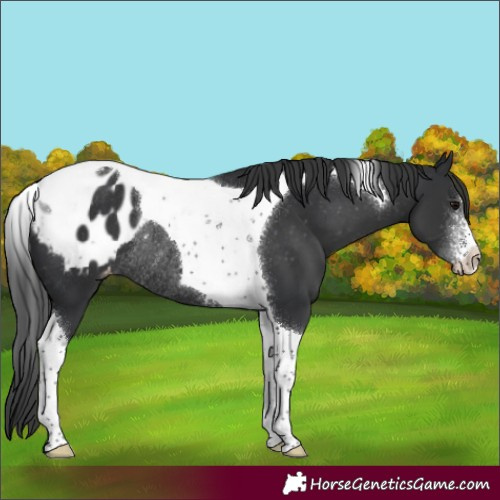 Horse Color:Black Sabino Tobiano Appaloosa Rabicano