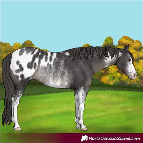 Horse Color:Smoky Black Sabino Appaloosa Rabicano 