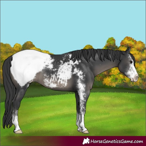 Horse Color:Black Sabino Appaloosa 