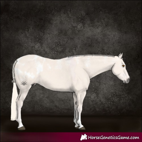 Horse Color:Powder White Gray Silver Grullo Appaloosa Rabicano 