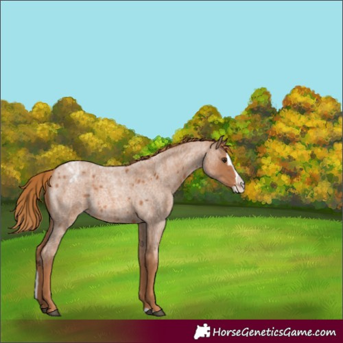 Horse Color:Red Roan Splash Appaloosa 