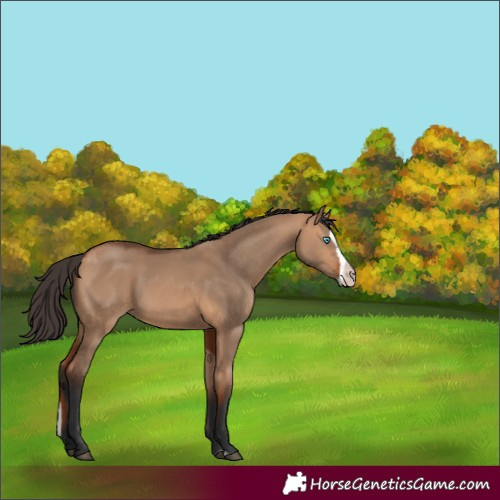 Horse Color:Bay Dun Splash Frame Rabicano 