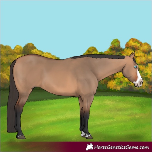 Horse Color:Bay Dun Splash Frame Rabicano 