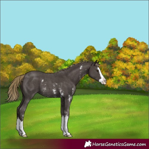 Horse Color:Liver Chestnut Sabino Splash 
