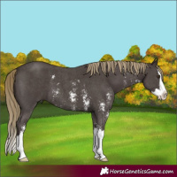 Horse Color:Liver Chestnut Sabino Splash