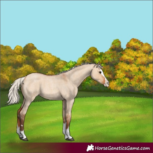 Horse Color:Silver Bay Roan Dun Splash 