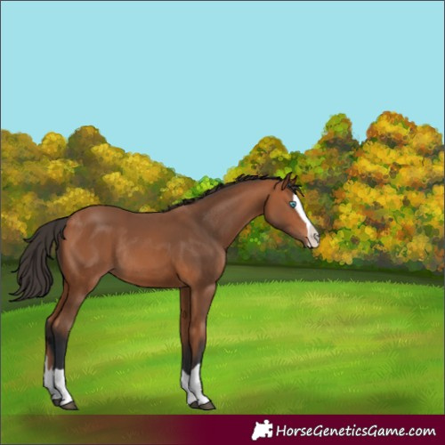 Horse Color:Bay Splash Rabicano 