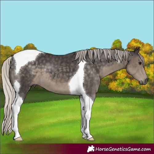 Horse Color:Silver Smoky Black Tobiano
