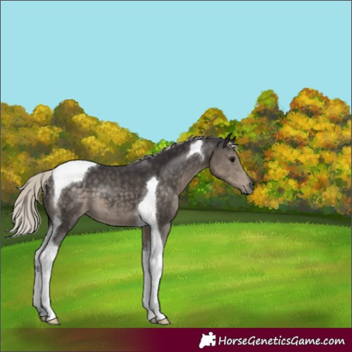 Horse Color:Silver Smoky Black Tobiano 