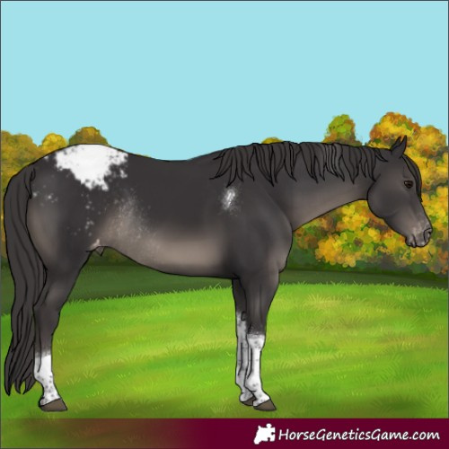 Horse Color:Smoky Black Tobiano Appaloosa Rabicano