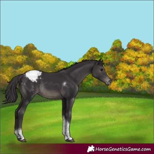 Horse Color:Smoky Black Tobiano Appaloosa Rabicano 