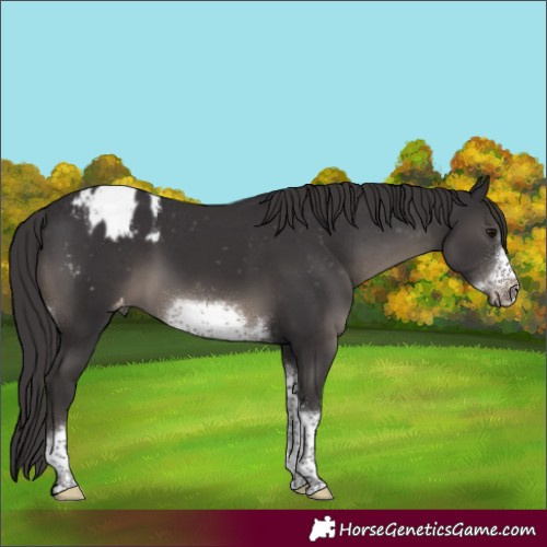 Horse Color:Smoky Black Sabino Tobiano Frame Appaloosa Rabicano