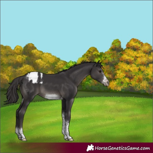 Horse Color:Smoky Black Sabino Tobiano Frame Appaloosa Rabicano 