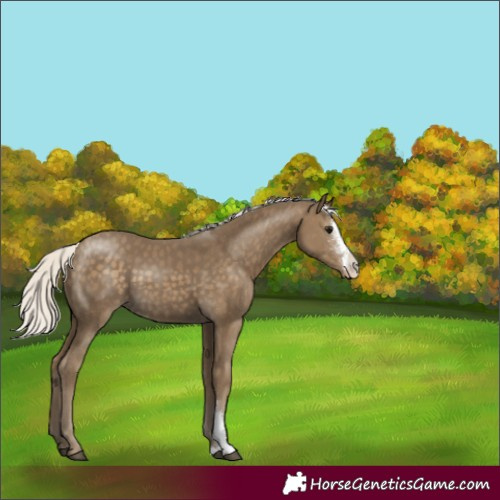 Horse Color:Silver Smoky Black Sabino Appaloosa 