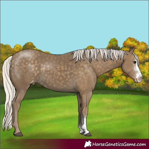 Horse Color:Silver Smoky Black Sabino Appaloosa 