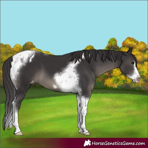 Horse Color:Smoky Black Tobiano Frame Appaloosa