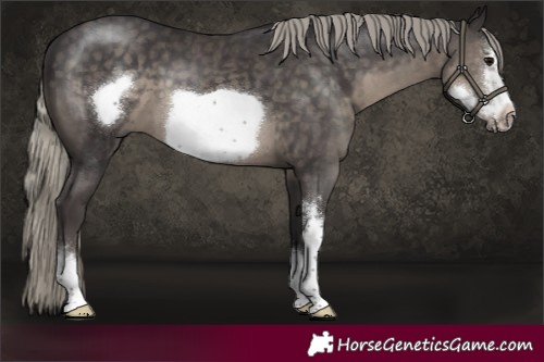 Horse Color:Silver Smoky Black Sabino Frame 