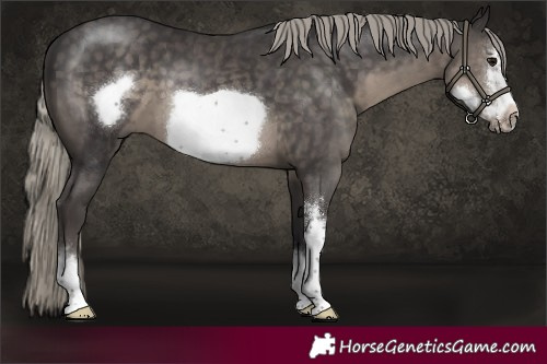 Horse Color:Silver Smoky Black Sabino Frame 