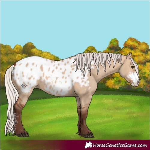 Horse Color:Silver Bay Dun Sabino Appaloosa 