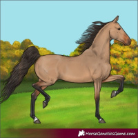 Horse Color:Bay Dun