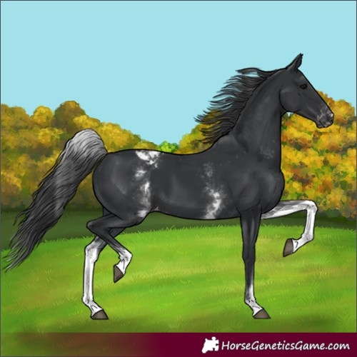 Horse Color:White Spotted Black Appaloosa Rabicano