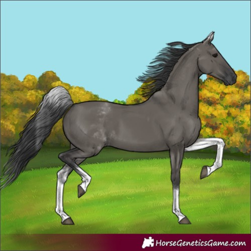 Horse Color:White Spotted Grullo 