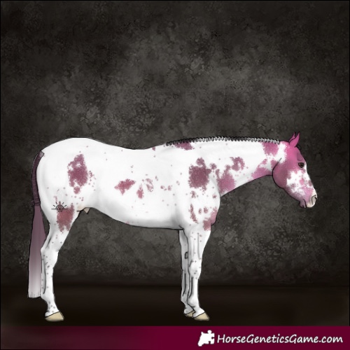 Horse Color:White Spotted Buckskin Dun Tobiano
