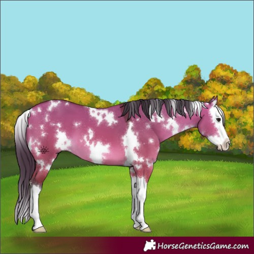 Horse Color:White Spotted Bay Dun Splash 