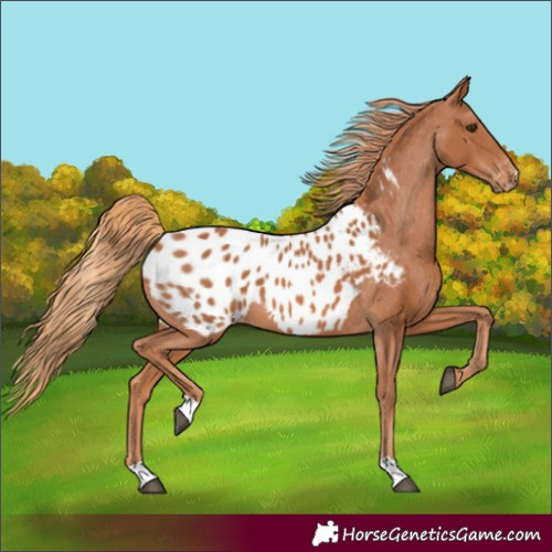 Horse Color:Chestnut Blanket