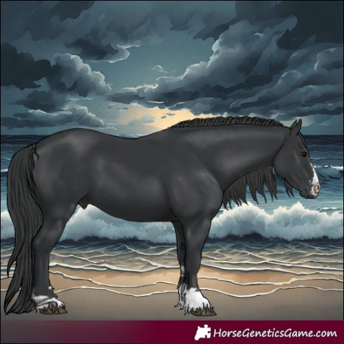 Horse Color:Black and Black