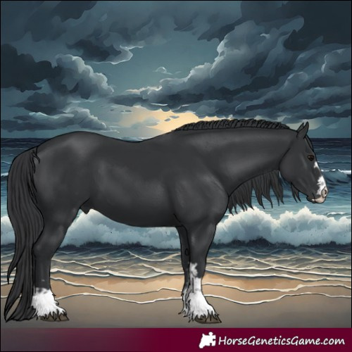 Horse Color:Black  and Black 