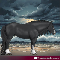 Horse Color:Black  and Black 