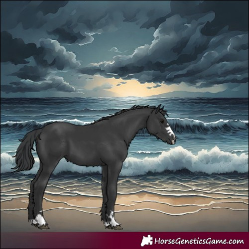 Horse Color:Black 