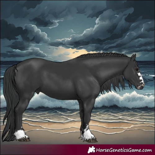 Horse Color:Black 