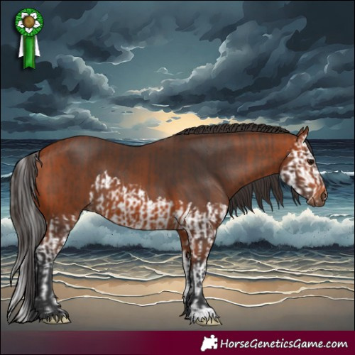 Horse Color:Brown Splash  and Bay 
