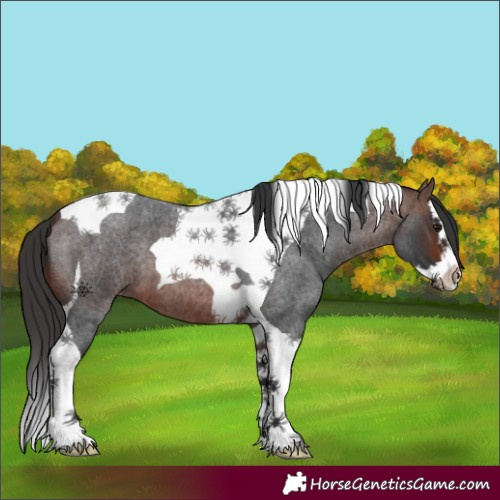 Horse Color:Brown Roan Splash Tobiano 