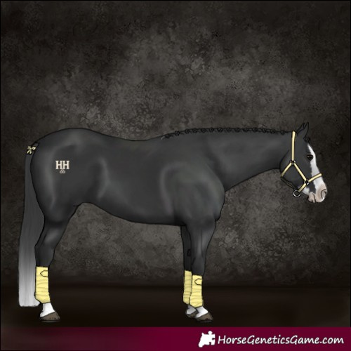 Horse Color:Black Splash