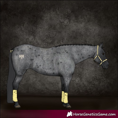 Horse Color:Blue Roan 