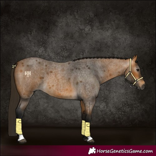 Horse Color:Gray Buckskin Roan 
