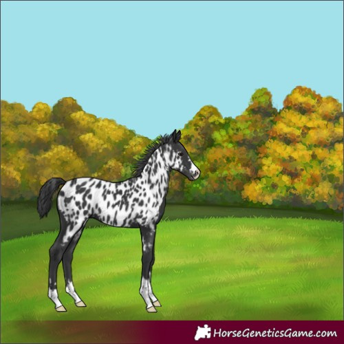 Horse Color:Black Appaloosa 