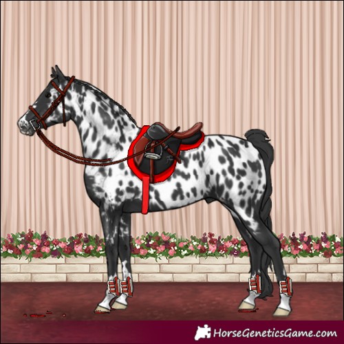 Horse Color:Black Near Leopard 