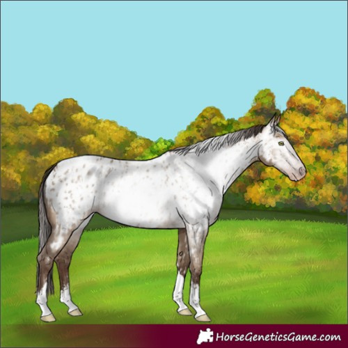 Horse Color:Gray Amber Champagne Dun Sabino Tobiano Appaloosa  and Gray Amber Champagne Dun Sabino Tobiano Appaloosa 