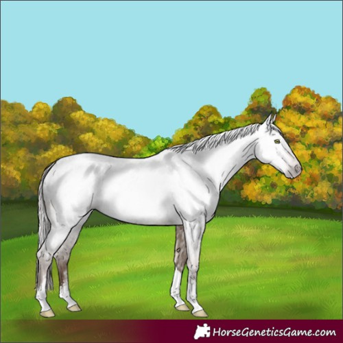 Horse Color:Gray Amber Champagne Dun Sabino Tobiano Appaloosa and Gray Amber Champagne Dun Sabino Tobiano Appaloosa