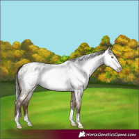 Horse Color:Gray Amber Champagne Dun Sabino Tobiano Appaloosa and Gray Amber Champagne Dun Sabino Tobiano Appaloosa