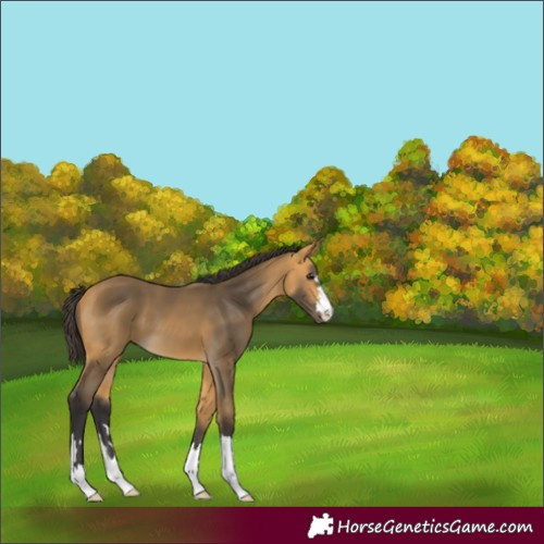 Horse Color:Buckskin 