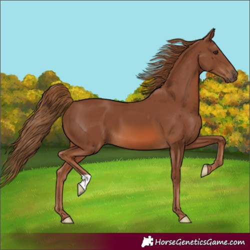 Horse Color:Unknown 