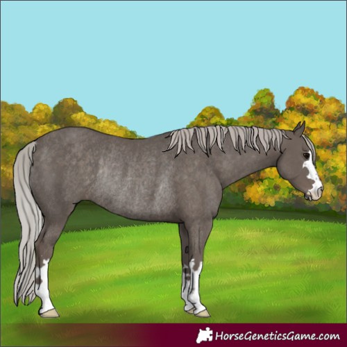 Horse Color:Silver Black Rabicano 