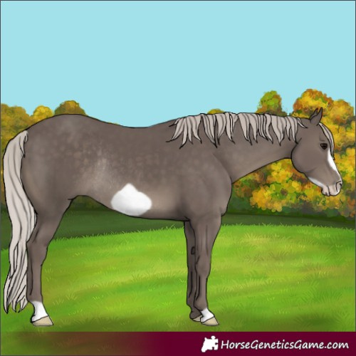 Horse Color:Silver Black Frame Rabicano 