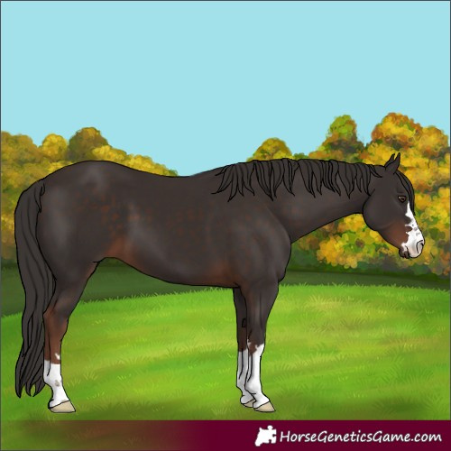 Horse Color:Liver Chestnut